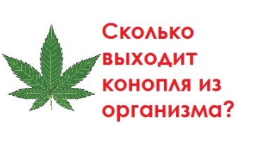 как долго выветривается марихуана
